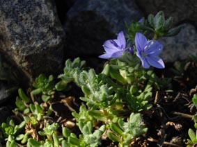 Veronica caespitosa
